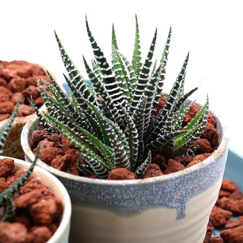 Volcanic Rock for Plants. Red Color Lava Rock. 1/5 Inch - 10 lbs for Potting Soil, Succulents, Pots, Plants, Gardening, Indoor, Crafting, Vase Fillers