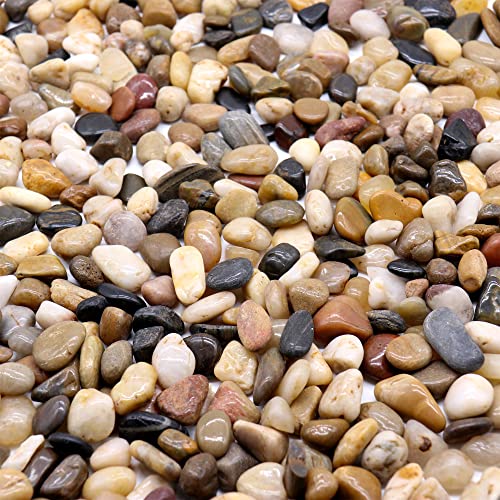 Premium Pebbles Rocks for Plants. Mixed Colors Decorative Polished Pebbles. 3/8 Inch – 2 lbs for Plants, Garden, Vase fillers, Succulents, pots, Plants(XSM (0.375 Inch), Mixed Color - Polished, 2)