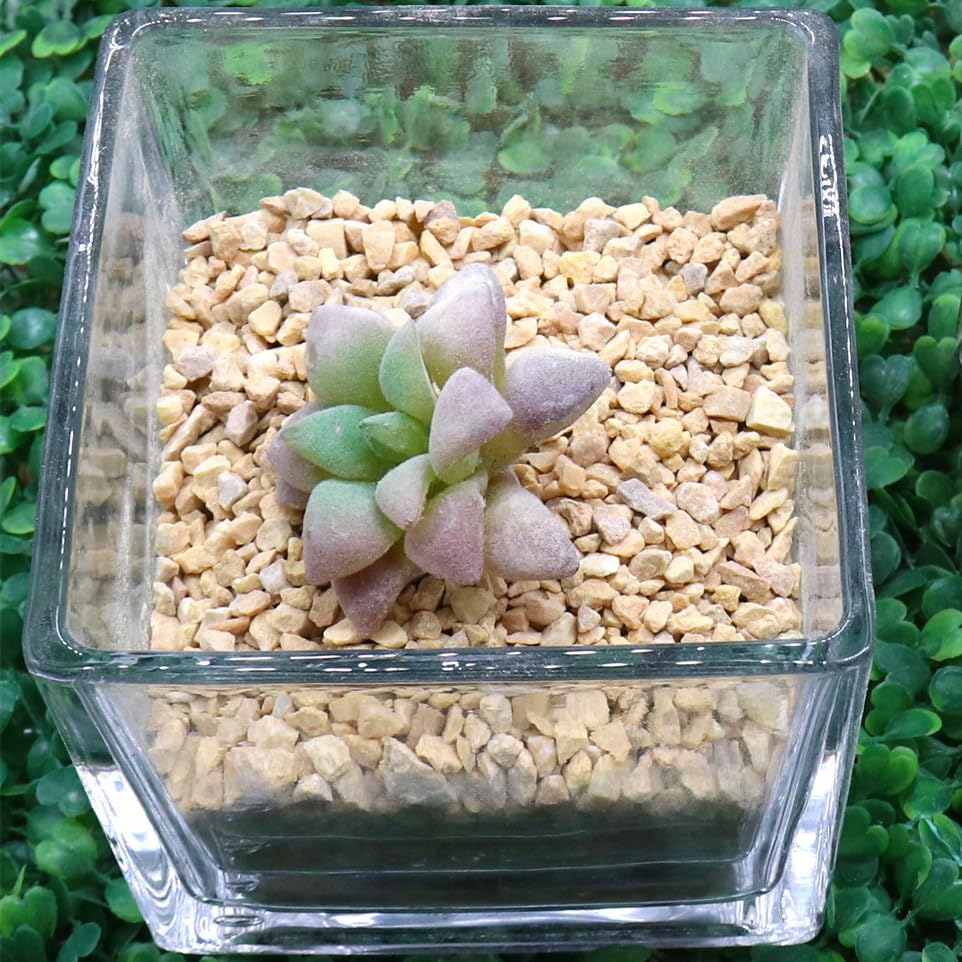 Premium Pebbles Coarse Sand. Light Brown Color. 1/8 Inch 10 lbs. for Potting Soil, Succulents, Pots, Plants, Gardening, Indoor, Crafting, Vase Fillers (X-Mini, COARSE Sand - Light Brown, 10)