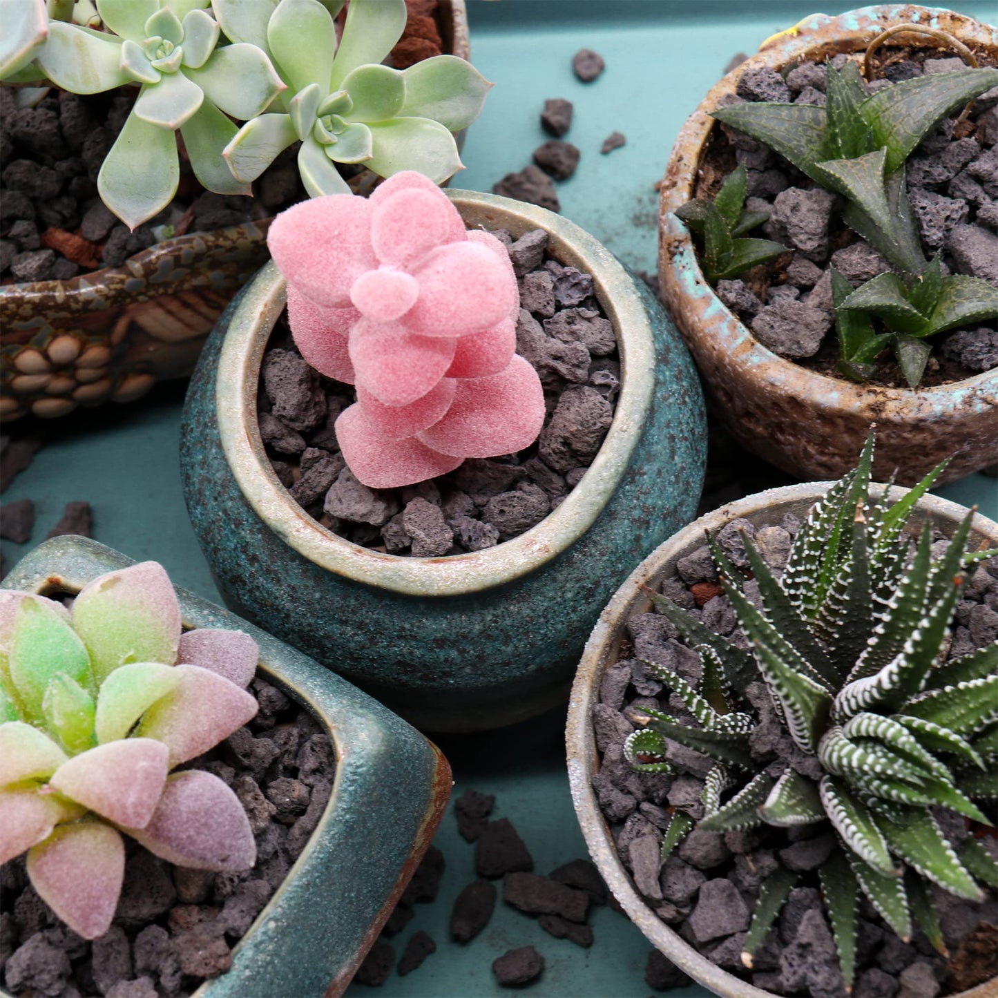 Premium Pebbles Volcanic Rock for Plants. Black Lava Rock. 1/5 Inch - 2 lbs for Potting Soil, Succulents, Pots, Plants