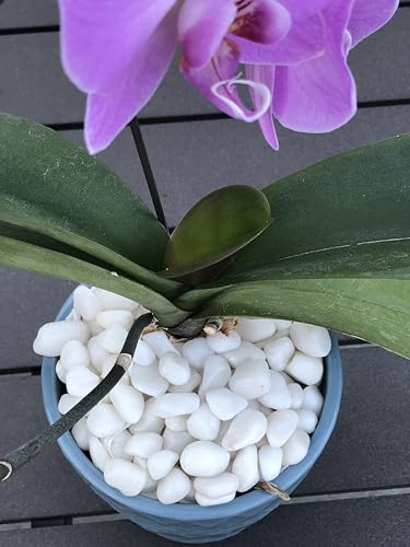 decorative pebbles for plant pots Premium Pebbles White Rocks for Plants. White Decorative Polished Pebb