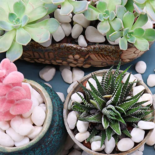 Premium Pebbles White Rocks for Plants. White Decorative Polished Pebbles. 3/8 Inch – 2lbs for Plants,Garden, Vase fillers, Succulents, pots, Plants (XSM (0.375 Inch), White - Lightly Polished, 2)