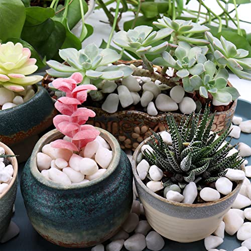 Premium Pebbles White Rocks for Plants. White Decorative Polished Pebbles. 3/8 Inch – 2lbs for Plants,Garden, Vase fillers, Succulents, pots, Plants (XSM (0.375 Inch), White - Lightly Polished, 2)