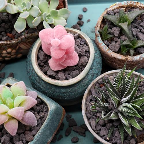 succulents lava rock Premium Pebbles Volcanic Rock for Plants. Black Color Lava Rock. 1/5 I