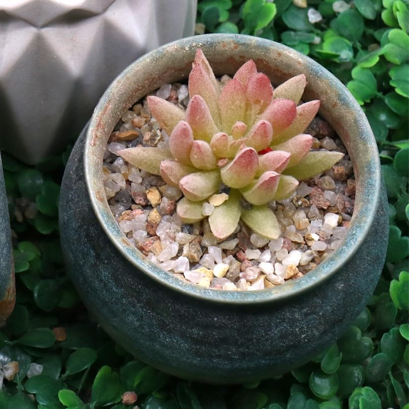 succulents in colored sand Premium Pebbles Coarse Sand. Golden Color. 1/8 Inch 10 lbs. for Pottin