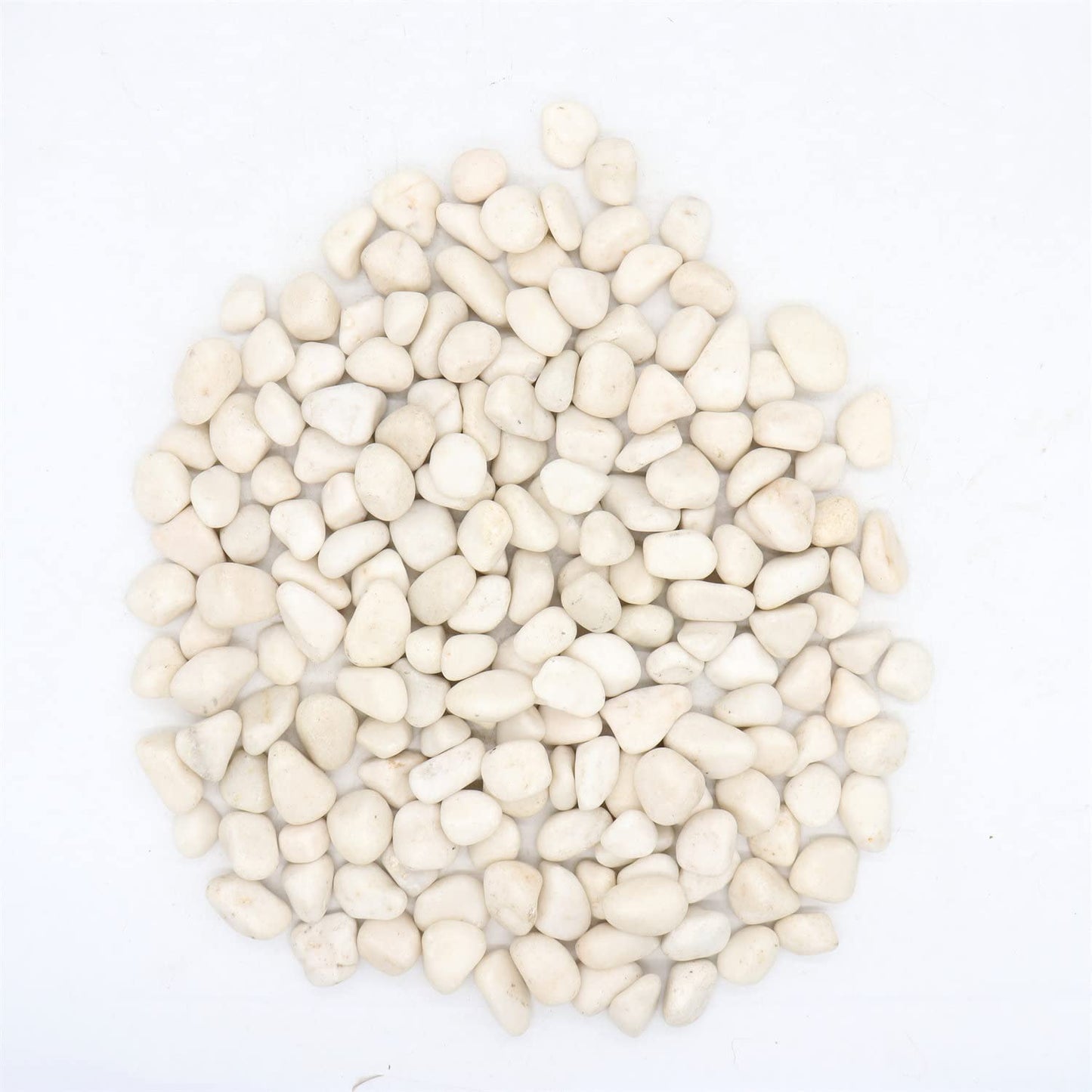 Premium Pebbles White Rocks for Plants. White Decorative Polished Pebbles. 1 to 2 Inch – 10lbs for Plants, Garden, Succulents, pots, Plants (MD (1 to 2 Inch), White - Lightly Polished, 10)