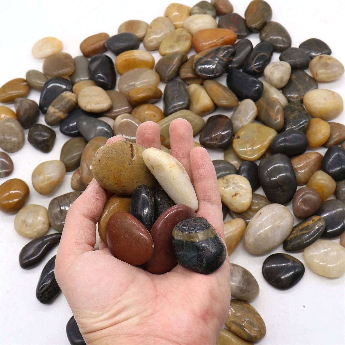 Premium Pebbles Rocks for Plants. Mixed Colors Decorative Polished Pebbles. 1 to 2 Inch – 10 lbs for Plants, Garden, Landscaping, Succulents, pots (MD (1 to 2 Inch), Mixed Color - Polished, 10)